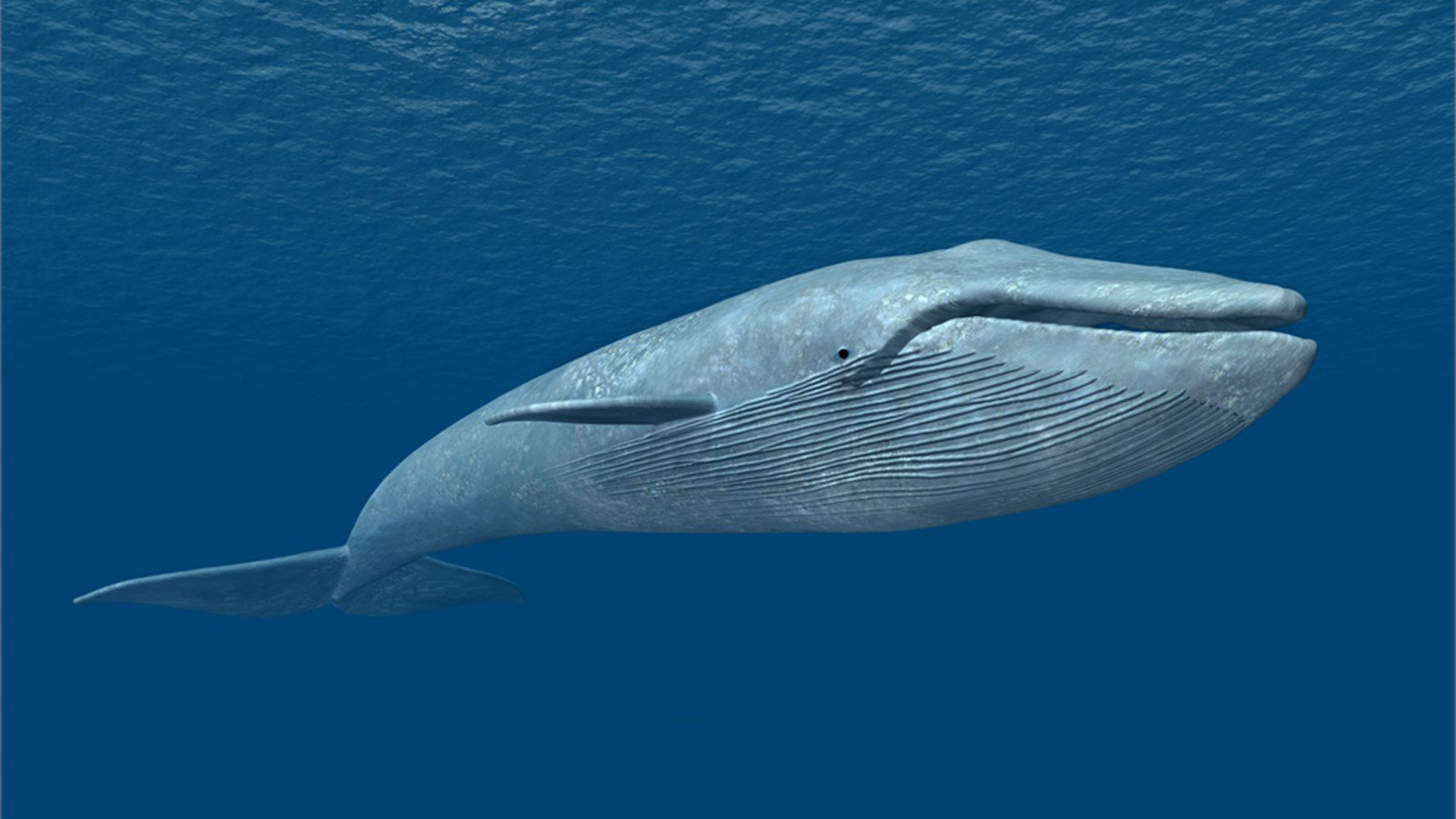 Pictures Of Blue Whale 12