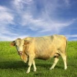 Chapter 002, The Cow, from Holy Quran