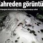 Dilsiz Dostlarımıza Yardım Edelim